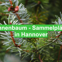 Tannenbaum - Sammelplätze