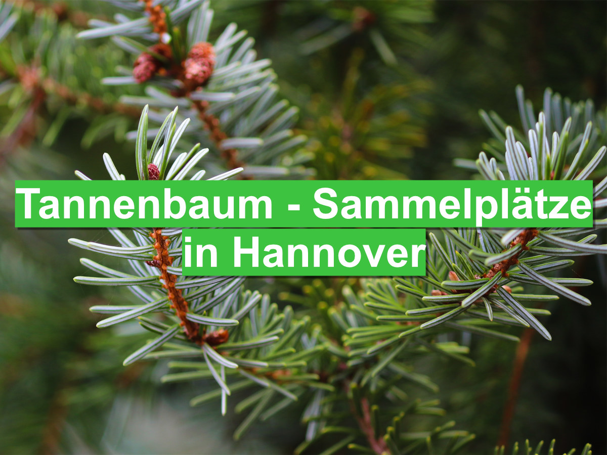 Über 200 Tannenbaum-Sammelplätze in Hannover Tannenbaum - Sammelplätze