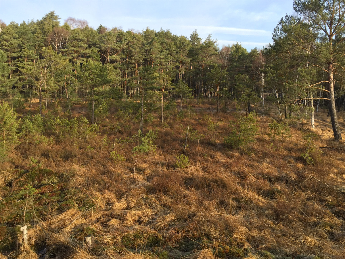 Altwarmbüchener Moor