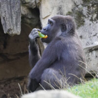 Gorillaweibchen „Anandi“ verlässt Zoo Hannover Gorillaweibchen Anandi