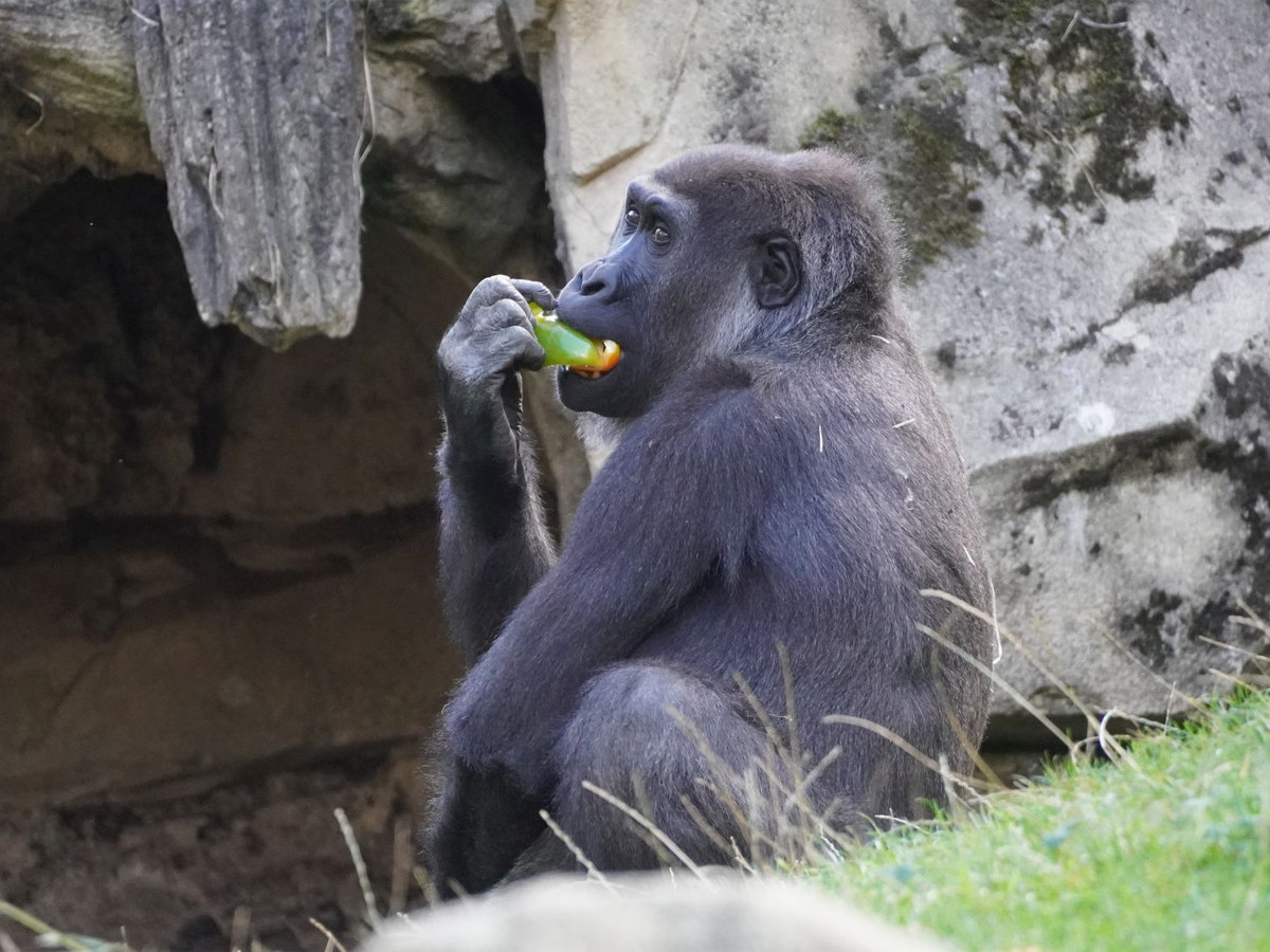 Gorillaweibchen Anandi