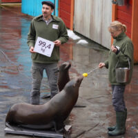 Kalifornische Seelöwin beim Wiegen