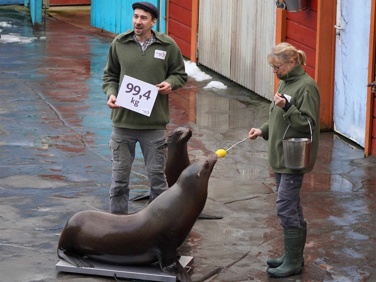 Kalifornische Seelöwin beim Wiegen