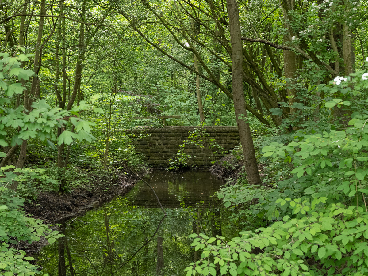 Zu warm, zu trocken: Stadtwald weiter unter Druck Stadtpark