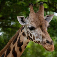 Giraffe verstorben: Zoo trauert um Jamila Giraffe