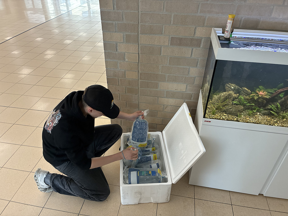 Schulfische nach Brand wieder in Hannoverer Schule vereint – Ankunft Fische