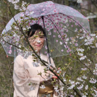 Kirschblütenfest in Hannover