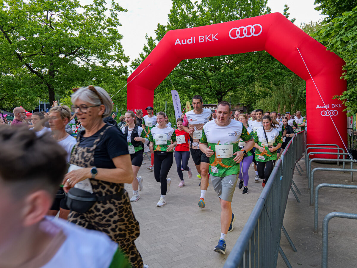 Zoo-Run 2026 Hannover Zoo-Run 2026 sammelt 9.120 Euro für bedrohte Gibbons in Hannover – BGPress 20260521 1801 BGPRESS 1397957