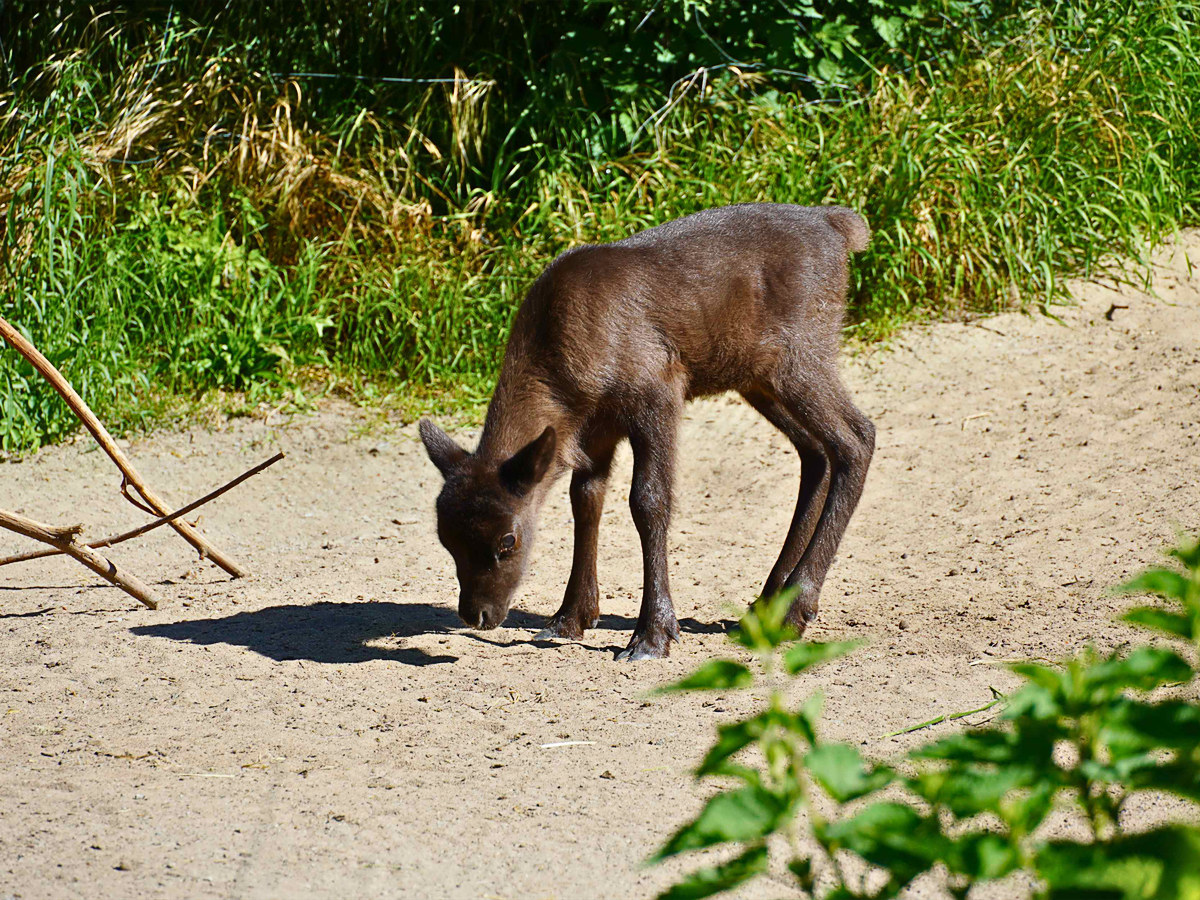 Rentierbaby Yukon Bay: Nachwuchs im Erlebnis-Zoo Hannover Rentiernachwuchs
