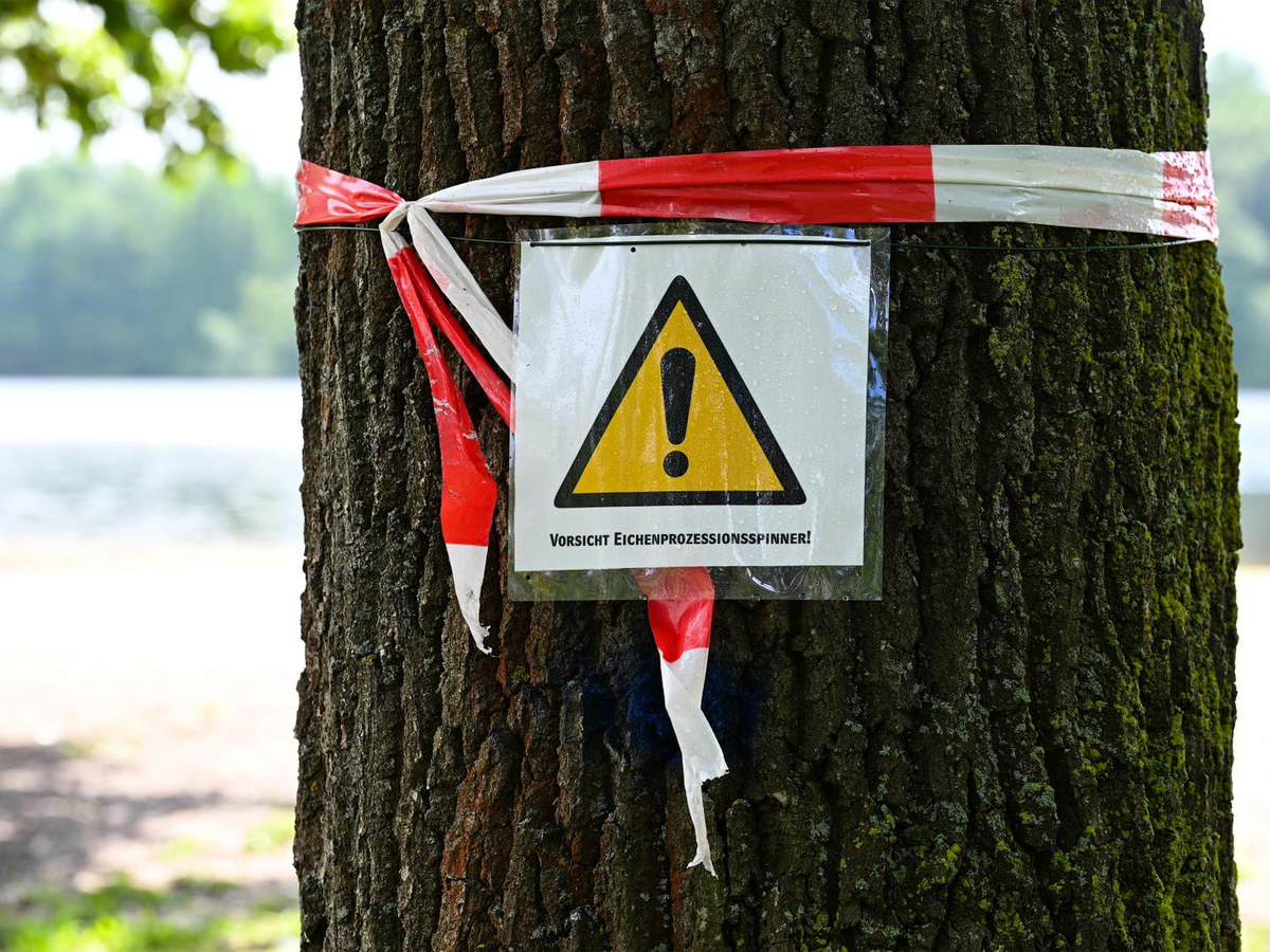 Stadt Hannover bekämpft Eichenprozessionsspinner am Badestrand Warnung vor Eichenprozessionsspinnern