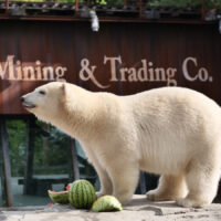 Late-Zoo Hannover startet mit Jazz, Tiererlebnissen und Abendstimmung Eisbär mit Melone im Yukon-Bay