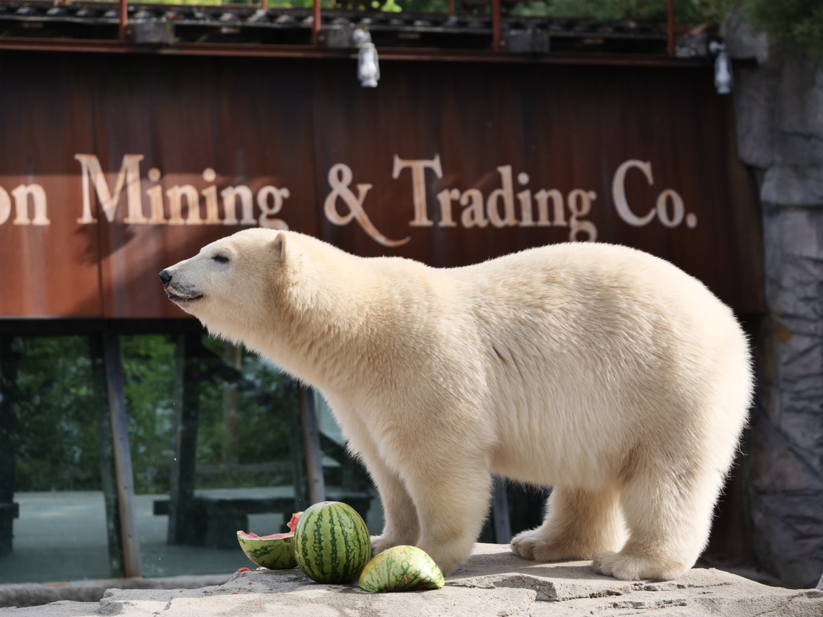 Late-Zoo Hannover startet mit Jazz, Tiererlebnissen und Abendstimmung Eisbär mit Melone im Yukon-Bay