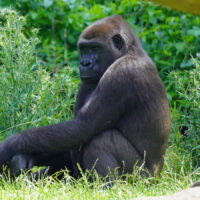 Gorilla Tara