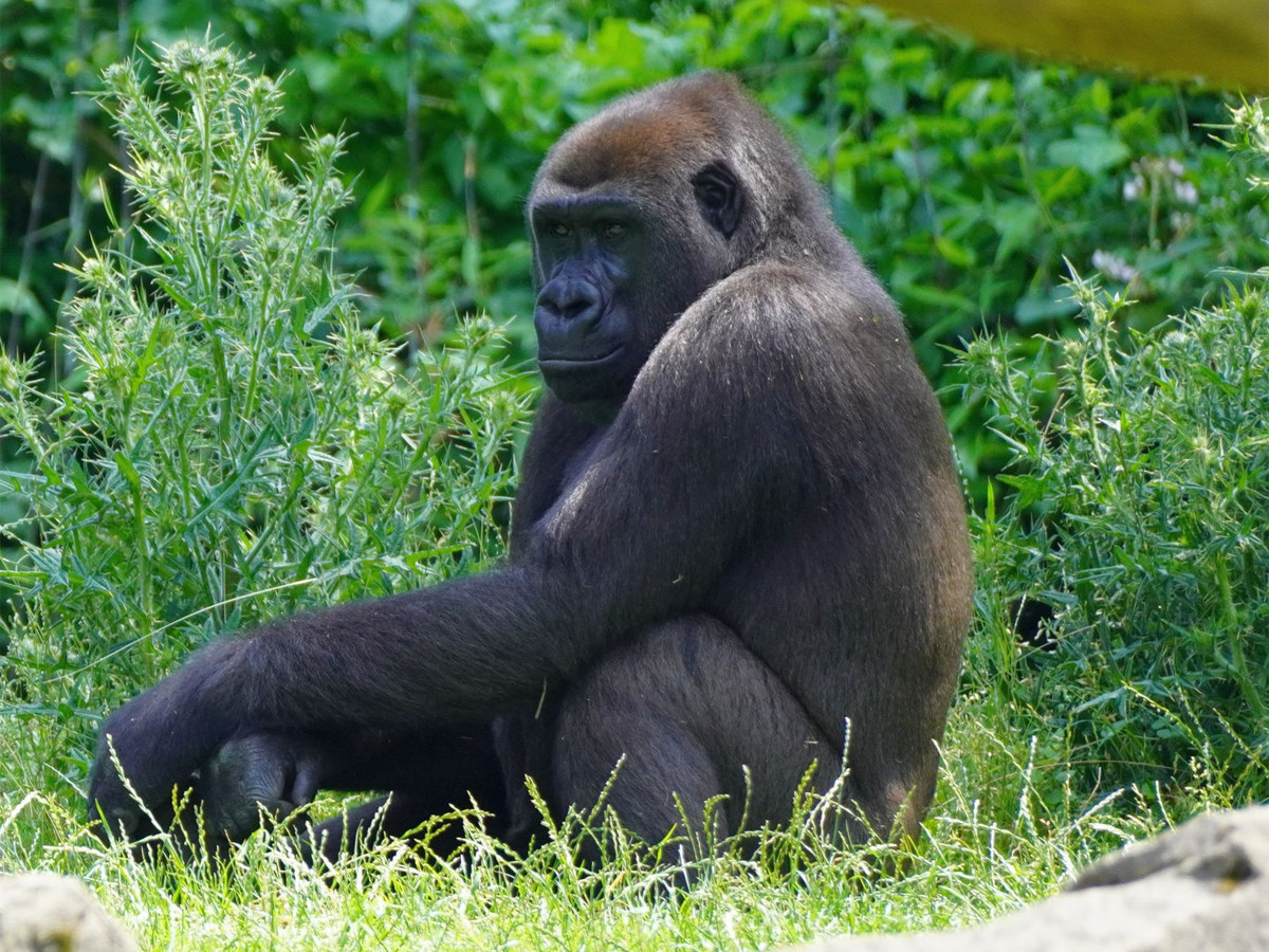 Gorilla Tara zieht für Artenschutzprogramm nach Münster Gorilla Tara