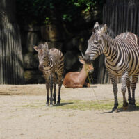 Steppenzebra Fohlen