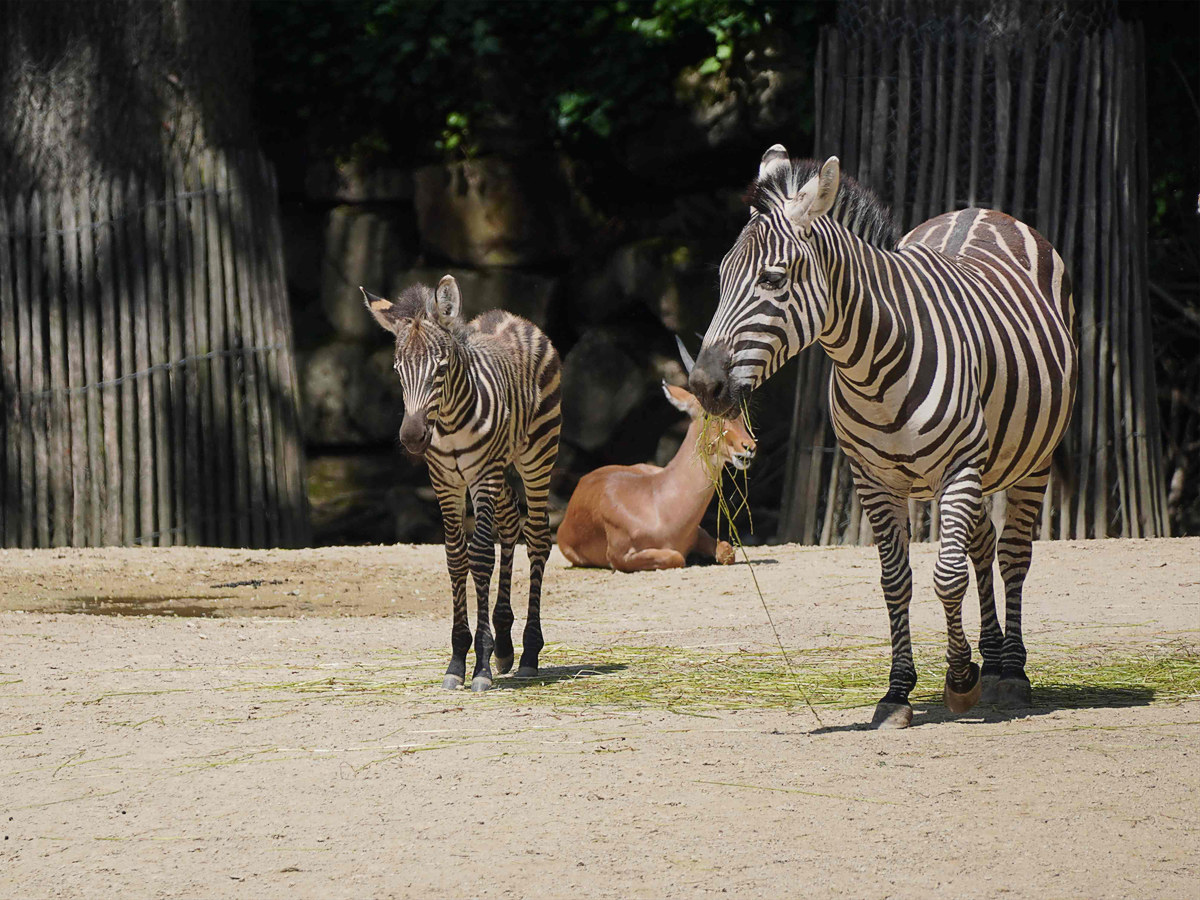 Steppenzebra Fohlen im Erlebnis-Zoo Hannover geboren Steppenzebra Fohlen