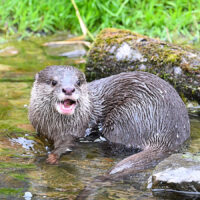 Kurzkrallenotter