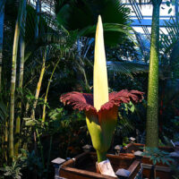 Titanenwurz Blüte