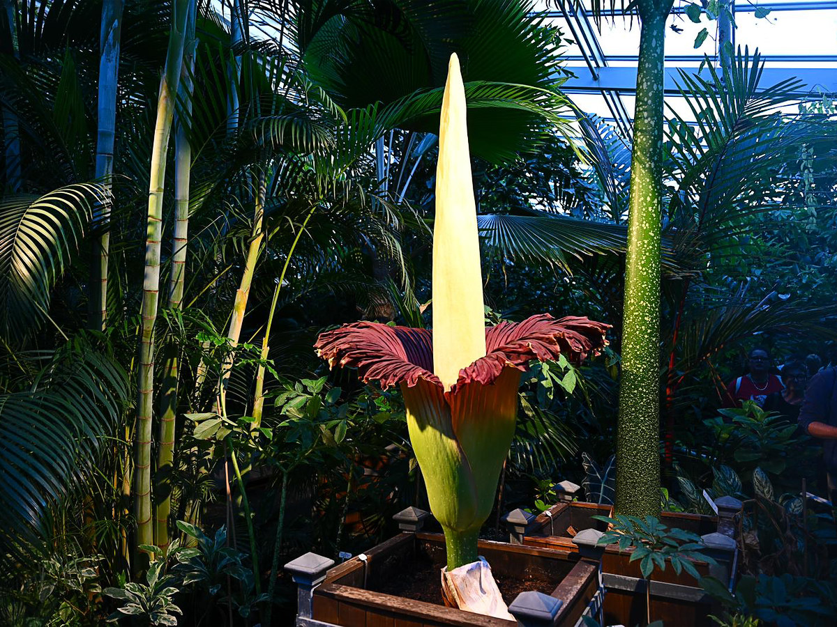 Titanenwurz Blüte