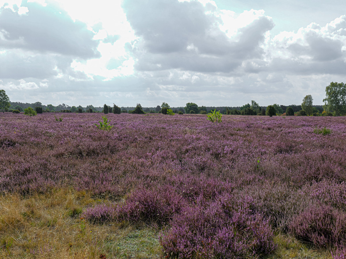 Violette Landschaften: Heide steht vielerorts in voller Blüte Violette Landschaften: Heide steht vielerorts in voller Blüte – BGPress 20260821 1007 BGPRESS 1420406