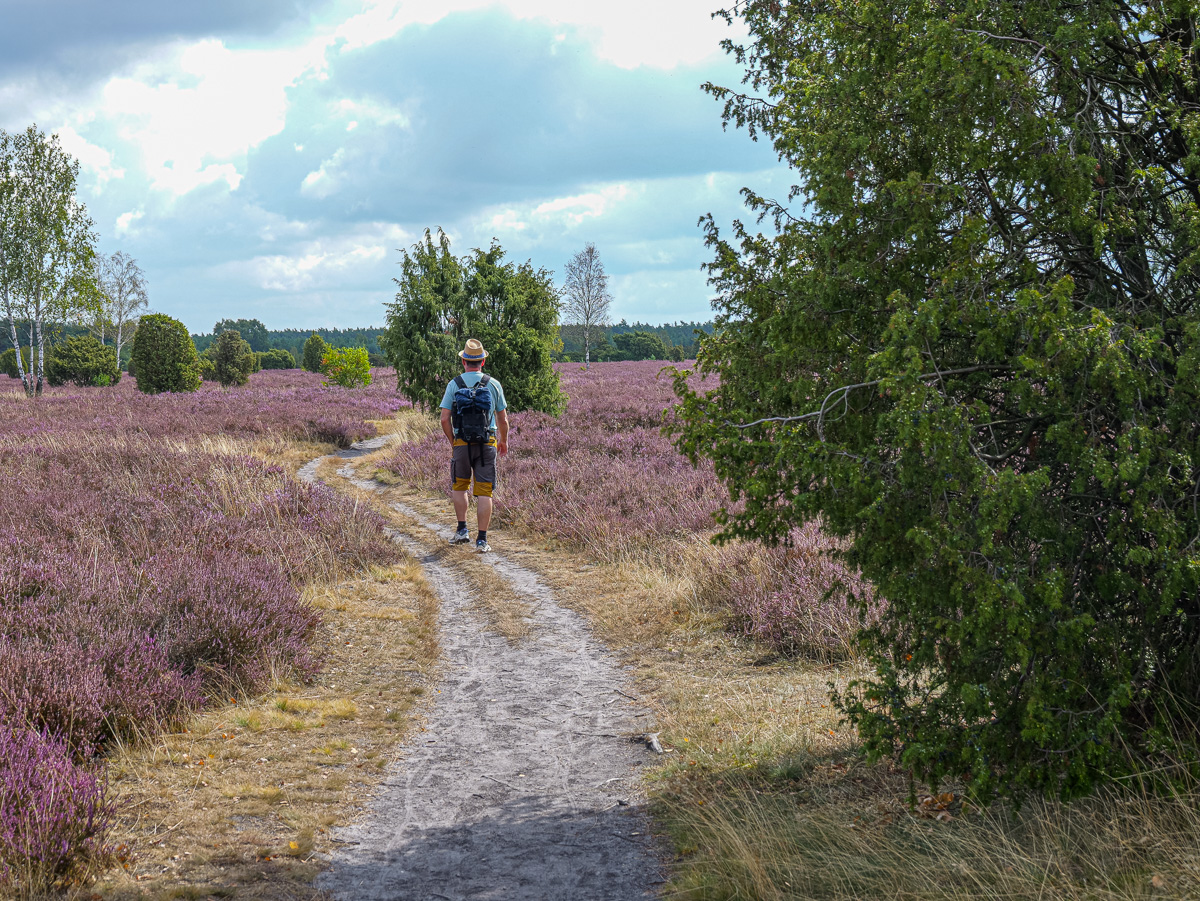 Violette Landschaften: Heide steht vielerorts in voller Blüte Violette Landschaften: Heide steht vielerorts in voller Blüte – BGPress 20260821 1012 BGPRESS 1420411