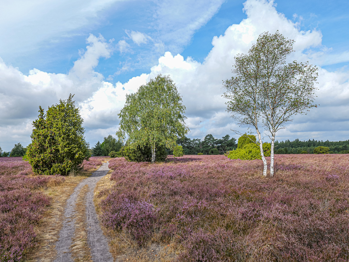 Violette Landschaften: Heide steht vielerorts in voller Blüte Violette Landschaften: Heide steht vielerorts in voller Blüte – BGPress 20260821 1012 BGPRESS 1420413