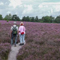 Violette Landschaften: Heide steht vielerorts in voller Blüte Heideblüte