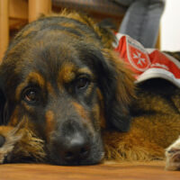 Besucherhund
