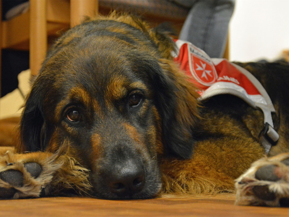 Malteser Besuchshunde in Hannover suchen Verstärkung Besucherhund