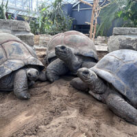 Riesenschildkröten Hannover: Rückkehr nach 18 Jahren Riesenschildkröten