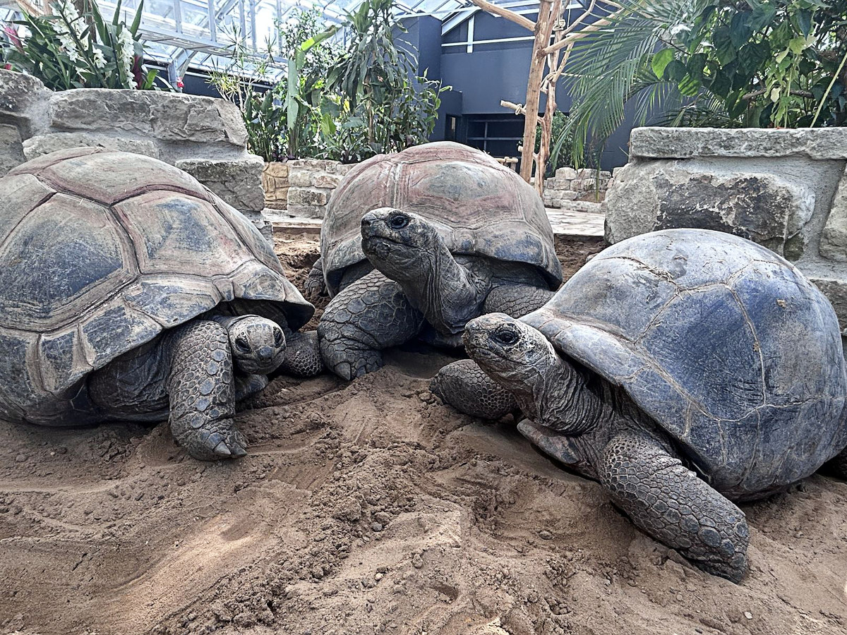 Riesenschildkröten