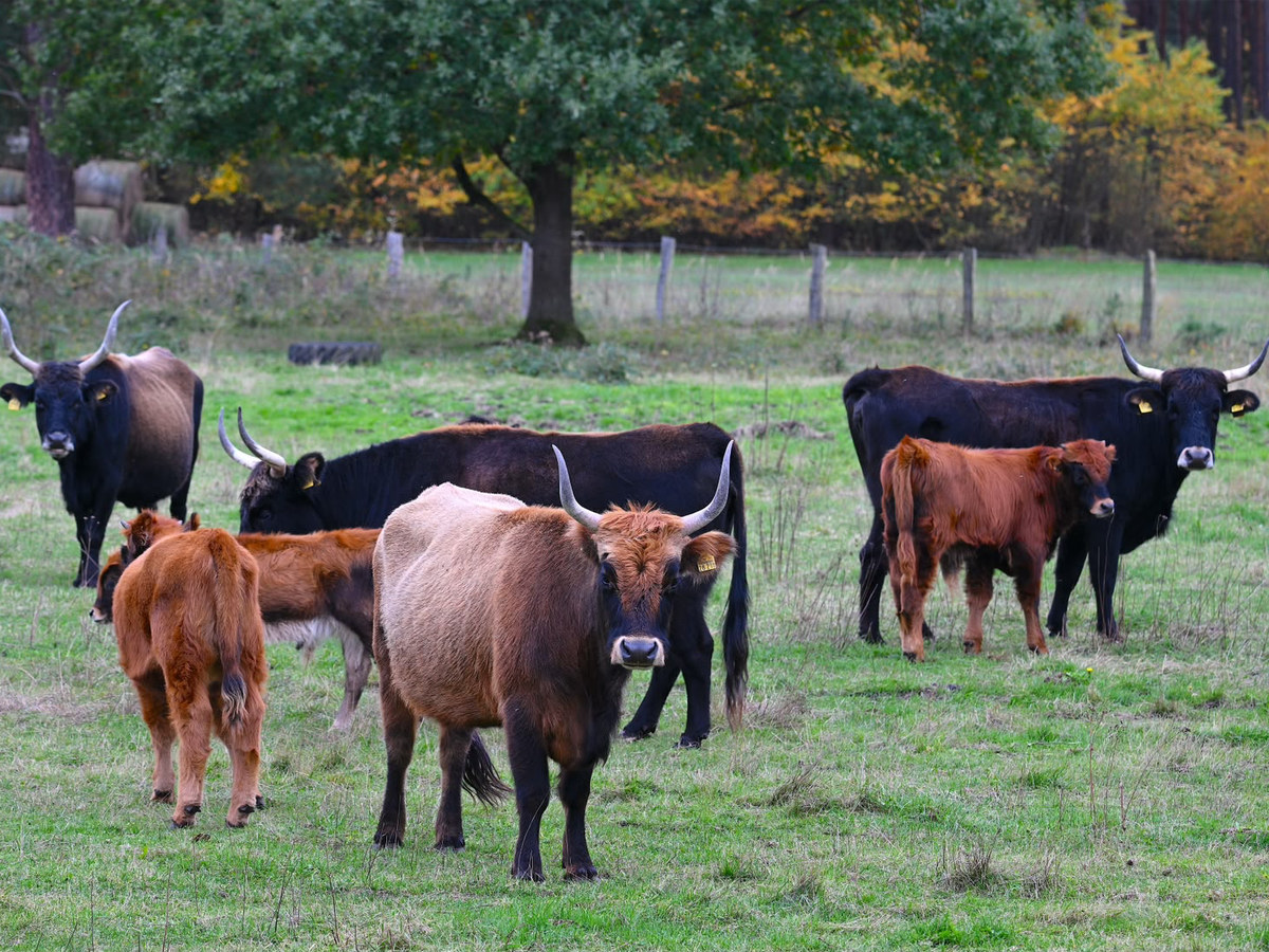 45 Heckrinder pflegen rund 100 Hektar Naturschutzgebiet Heckrinder