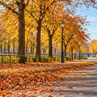 Herbstlaub